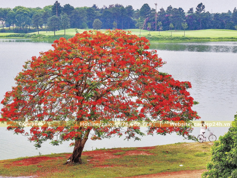 Trồng phượng cách bờ kè hồ ít nhất 3m