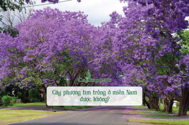 Hoàn toàn có thể trồng cây phượng tím ở miền Nam