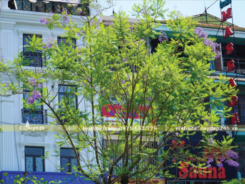 Phượng tím trồng miền Nam nên can thiệp để gia hoa đẹp