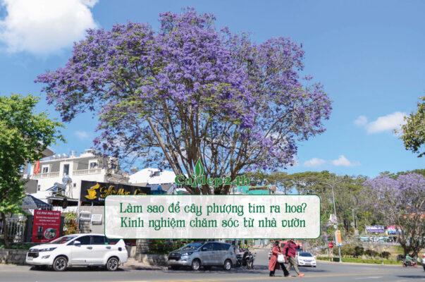 Cây phượng tím ra hoa rực rỡ vô cùng ấn tượng