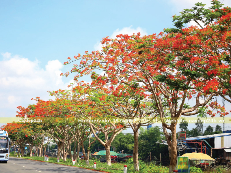 Cây phượng trồng thành hàng liền mạch