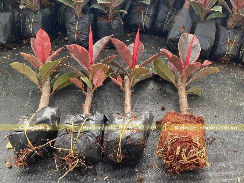 Chăm sóc đúng kỹ thuật cho hom đâm chồi, ra lá