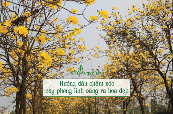 Kỹ thuật chăm cho cây phong linh vàng ra hoa