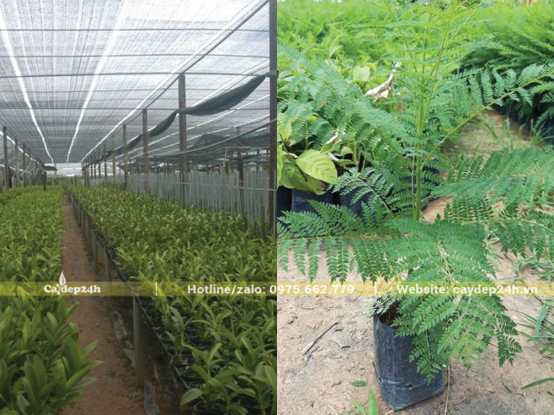 Che toàn bộ vườn bằng lưới lan để giảm thiểu ánh nắng