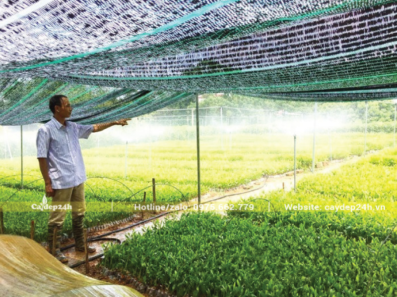 Dùng lưới để cản một phần ánh nắng cho cây con