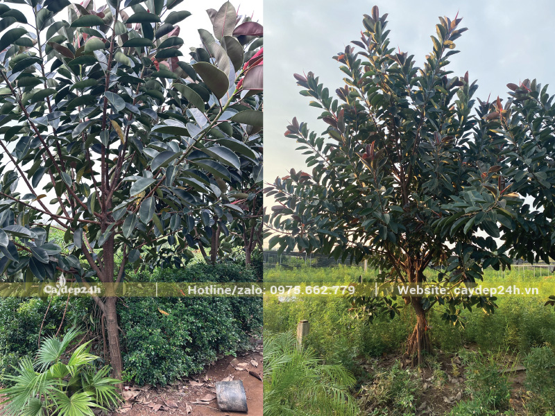 Chọn cây đa mẹ khỏe để lấy cành bánh tẻ