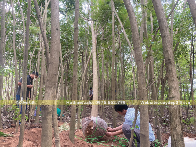 Cây phượng tím khỏe, không sâu bệnh, thoát thân cao