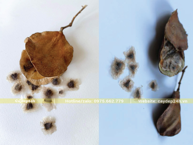 Chọn hạt phượng có phôi dày, cứng và phồng nhẹ