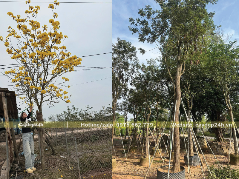 Chống cọc theo kiểu kiềng ba chân