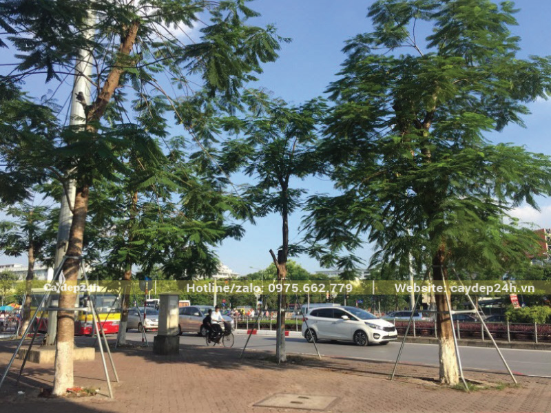 Chống cọc đúng kỹ thuật cho cây phượng hoa đỏ