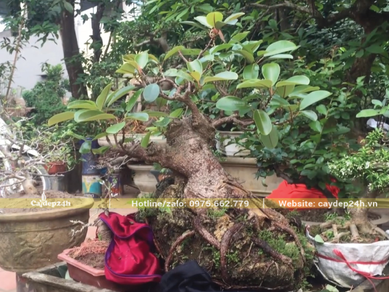 Cây thế siêu nghiêng ngả đầy nghệ thuật