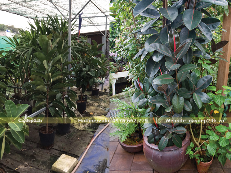 Cây đa có chiều cao từ 1 - 2m