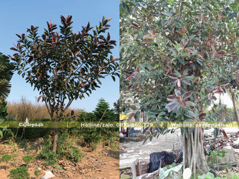 Cây đa búp đỏ có đặc tính sinh trưởng mạnh mẽ