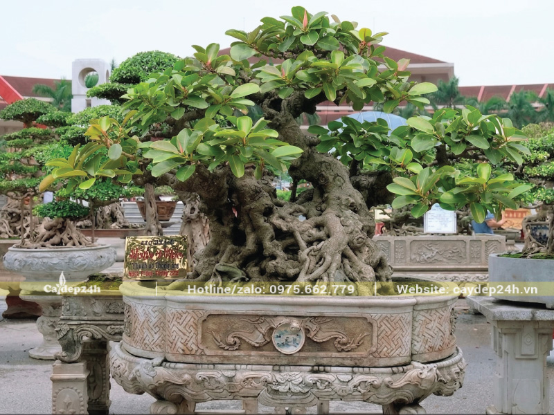 Thân và rễ cây bonsai thế quần thụ độc đáo