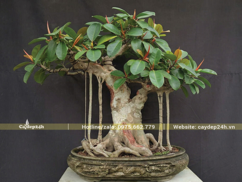 Cây đa búp đỏ bonsai thế trực đứng thẳng oai phong