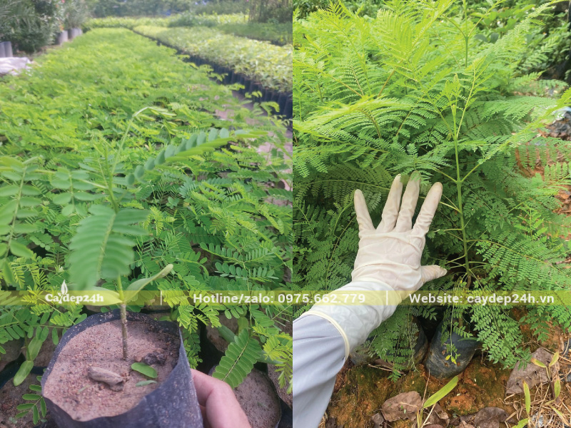 Đảo bầu phượng tím để rễ cọc không cắm quá sâu