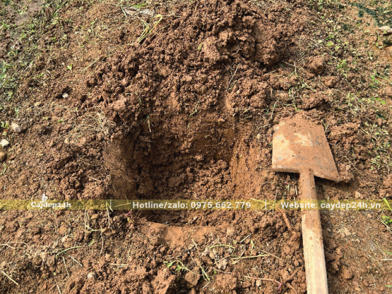 Đào hố trồng lớn hơn bầu rễ