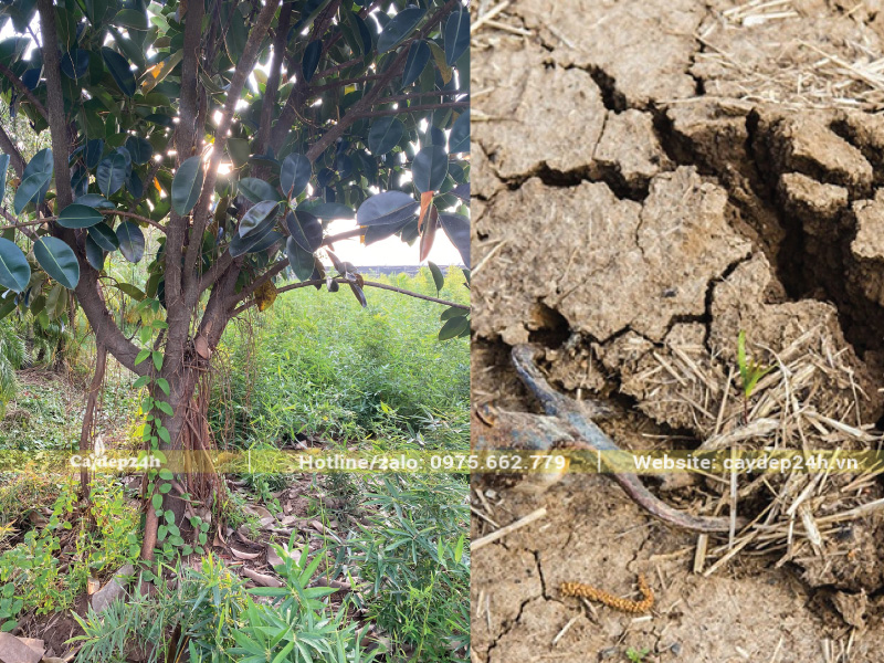 Nền đất trồng cây bị máy lu nén quá chặt