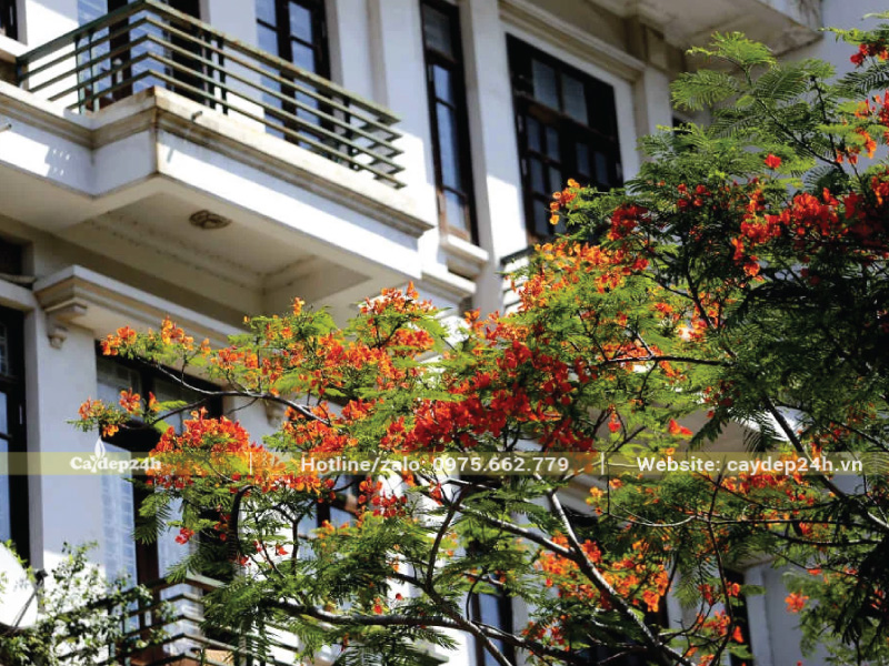 Hoa phượng đỏ nổi bật trong sân vườn nhà