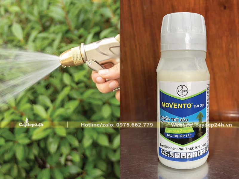 Xịt nước mạnh và dùng thuốc đặc trị để tiêu diệt rệp sáp