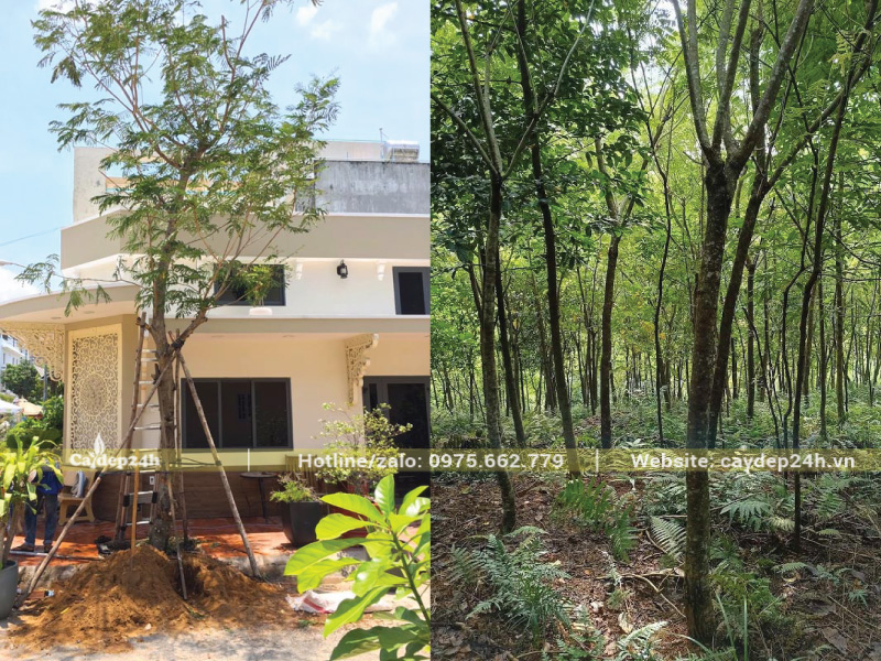 Xử lý đất hiệu quả để cây sinh trưởng tốt