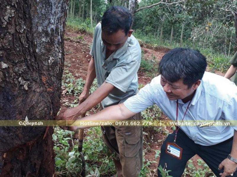 Luồn dây thép để kéo sâu đục thân ra