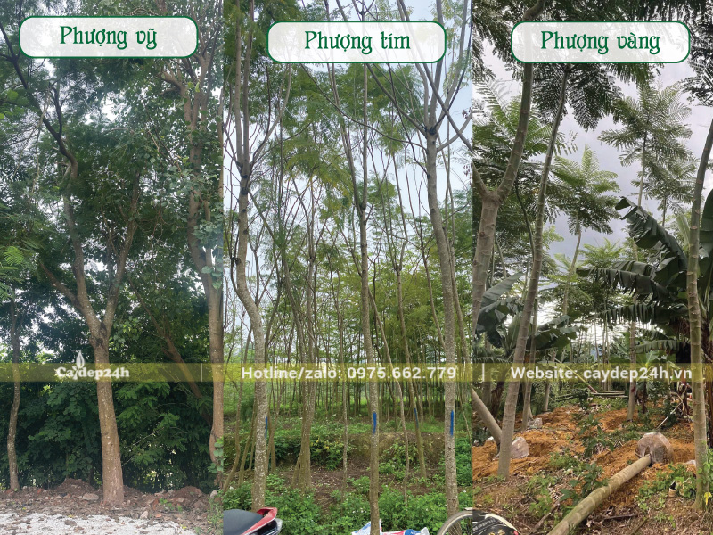 Giá phượng vĩ công trình rẻ hơn 2 loại phượng còn lại