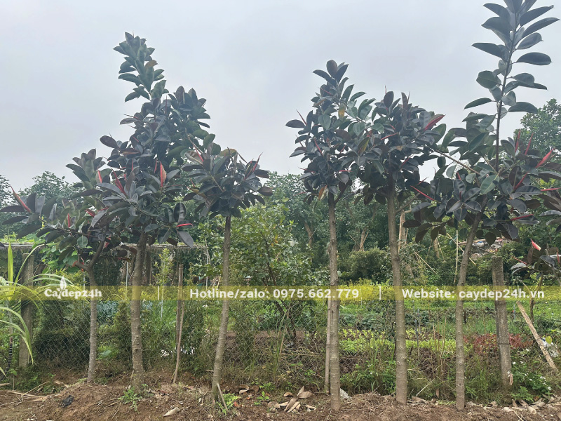 Chỉ giâm cành đa búp đỏ khi thời tiết mát mẻ