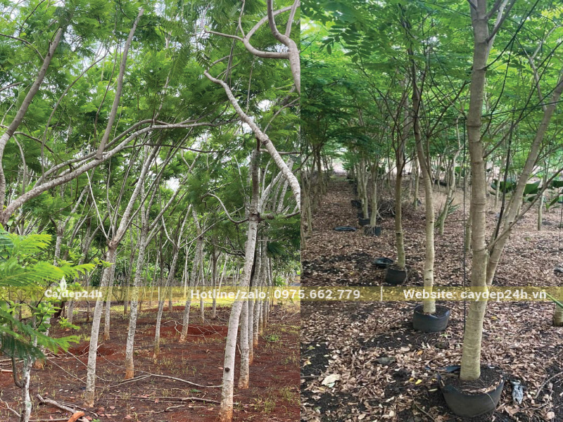 Giảm lượng nước tưới cho cây xuống phân nửa mỗi ngày