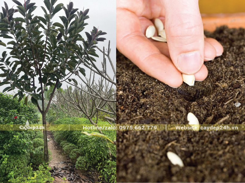 Gieo hạt cây đa búp không thực tế