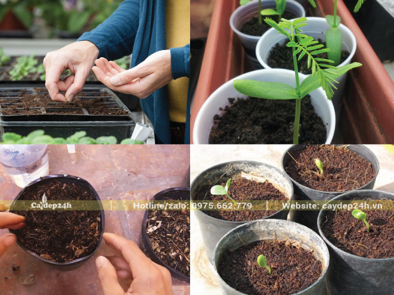 Gieo hạt vào giá thể đã chuẩn bị sẵn