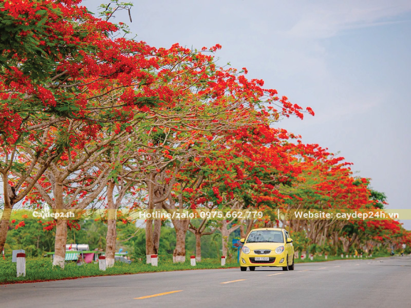 Trồng cây hoa phượng tuân theo khoảng cách an toàn