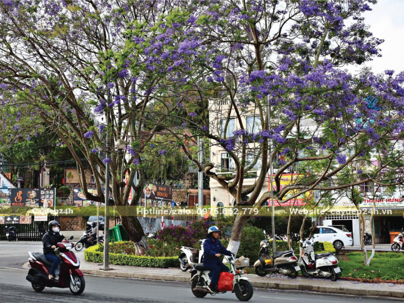 Chú ý đến khoảng cách an toàn của cây với các công trình xung quanh