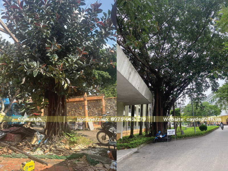 Duy trì khoảng cách để cây không làm ảnh hưởng đến kết cấu công trình