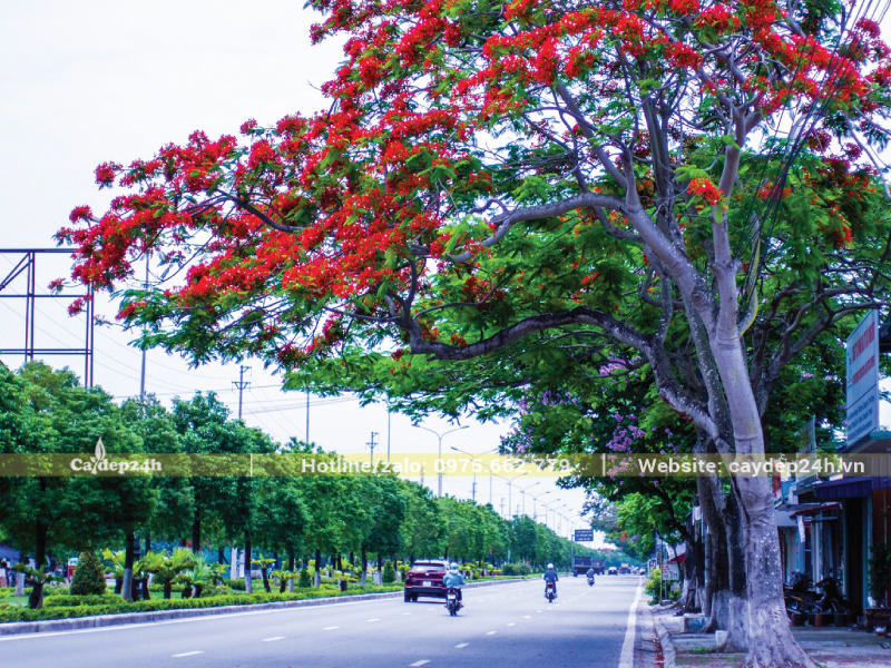 Khoảng cách trồng cây phượng vĩ phù hợp để cây sinh trưởng mạnh