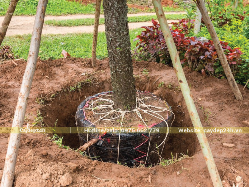 Hạ cây xuống đất theo hướng thẳng đứng