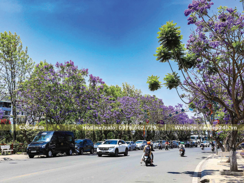 Giữ khoảng cách hợp lý giữa các cây phượng tím trồng vỉa hè