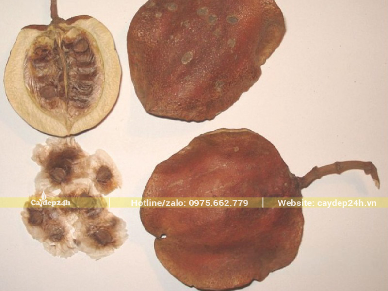 Hạt phượng tím phẳng, nằm trong lớp vỏ cứng