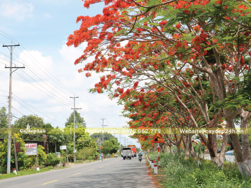 Khoảng cách cây lý tưởng để toàn bộ tán đều đón nắng