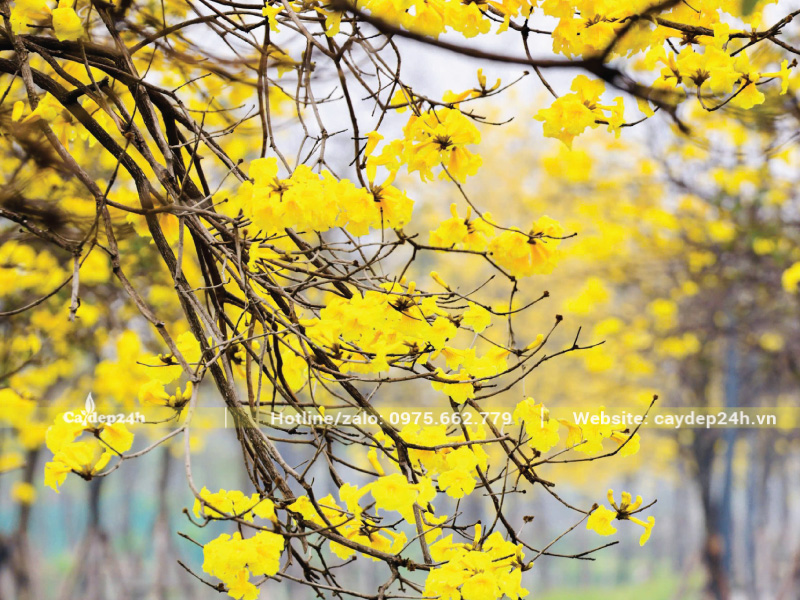 Phong linh khi nở hoa sẽ rụng hết lá