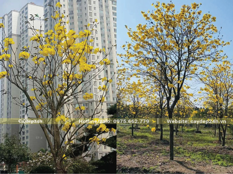 Sắc vàng của hoa phong linh là biểu tượng của thịnh vượng