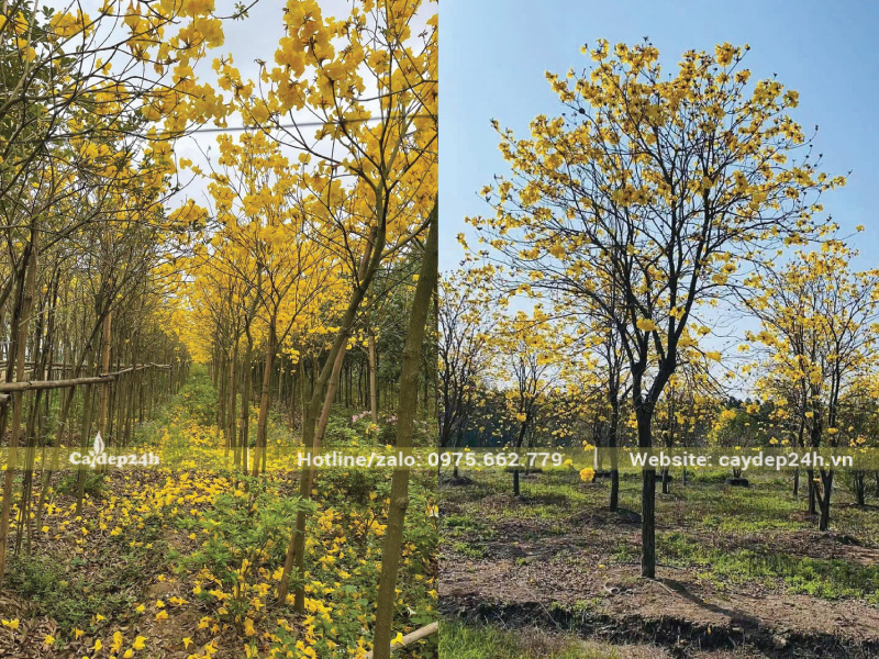 Cây phong linh nở hoa đều nhờ chăm đúng cách