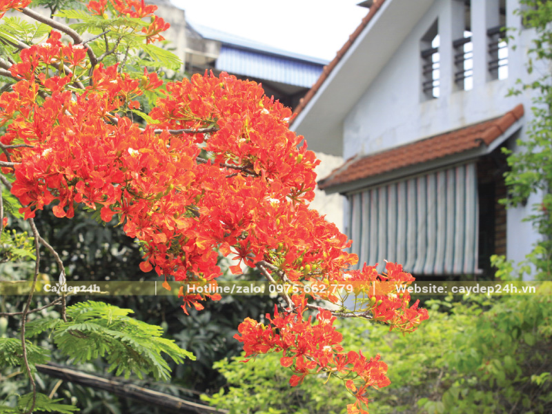 Hoa phượng vĩ nổi bật trên nền nhà màu trung tính