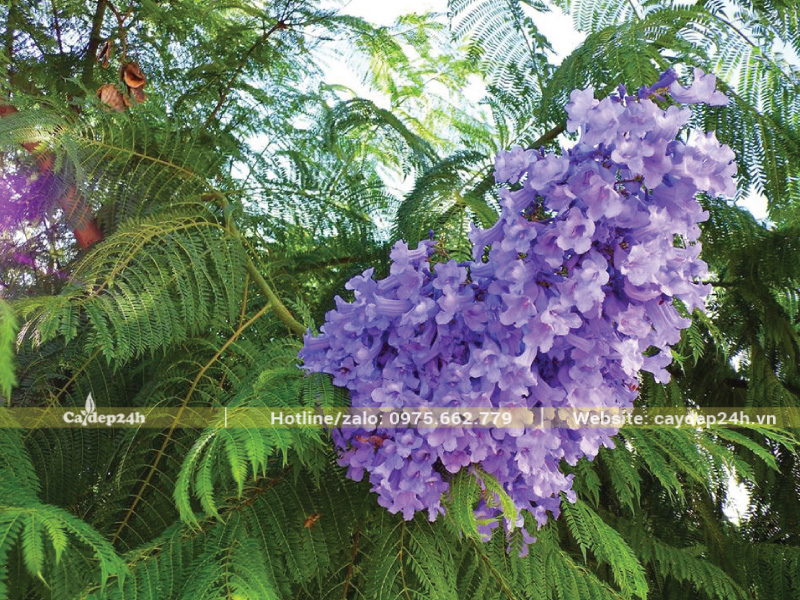 Hoa phượng tím mọc thành chùm dày đặc
