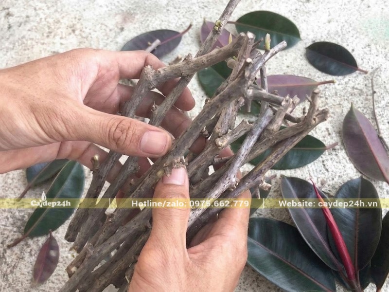 Mỗi hom đa búp đỏ dài 10 - 15 cm