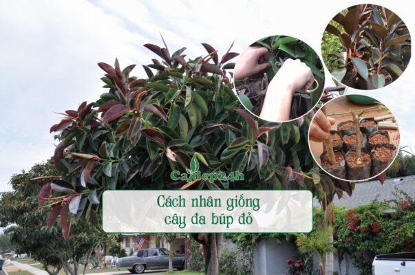 Cách nhân giống cây đa búp đỏ hiệu quả