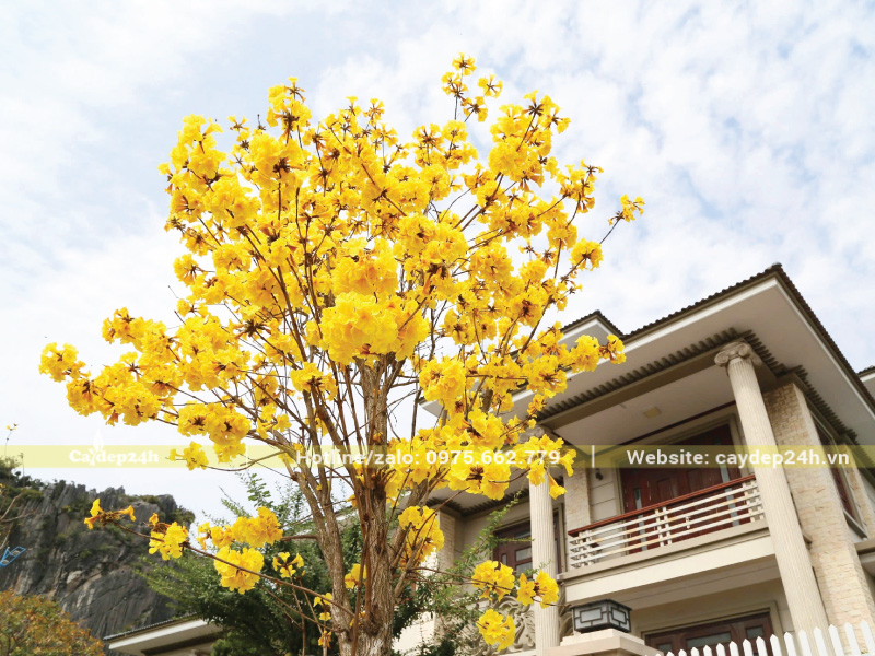 Giữ khoảng cách cây an toàn với kết cấu nhà