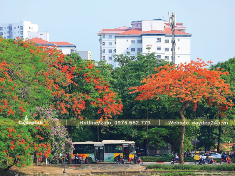 Khoảng cách an toàn giữa cây phượng vĩ với hạ tầng