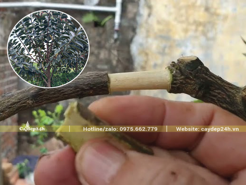 Bóc lớp vỏ cành cây và cạo thật sạch sẽ