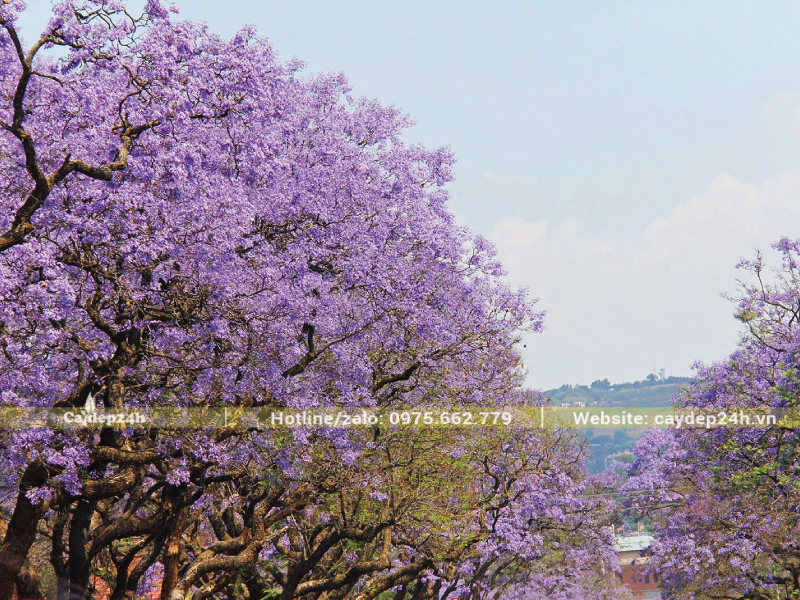Can thiệp kích hoa để phượng tím nở hoa đúng mùa